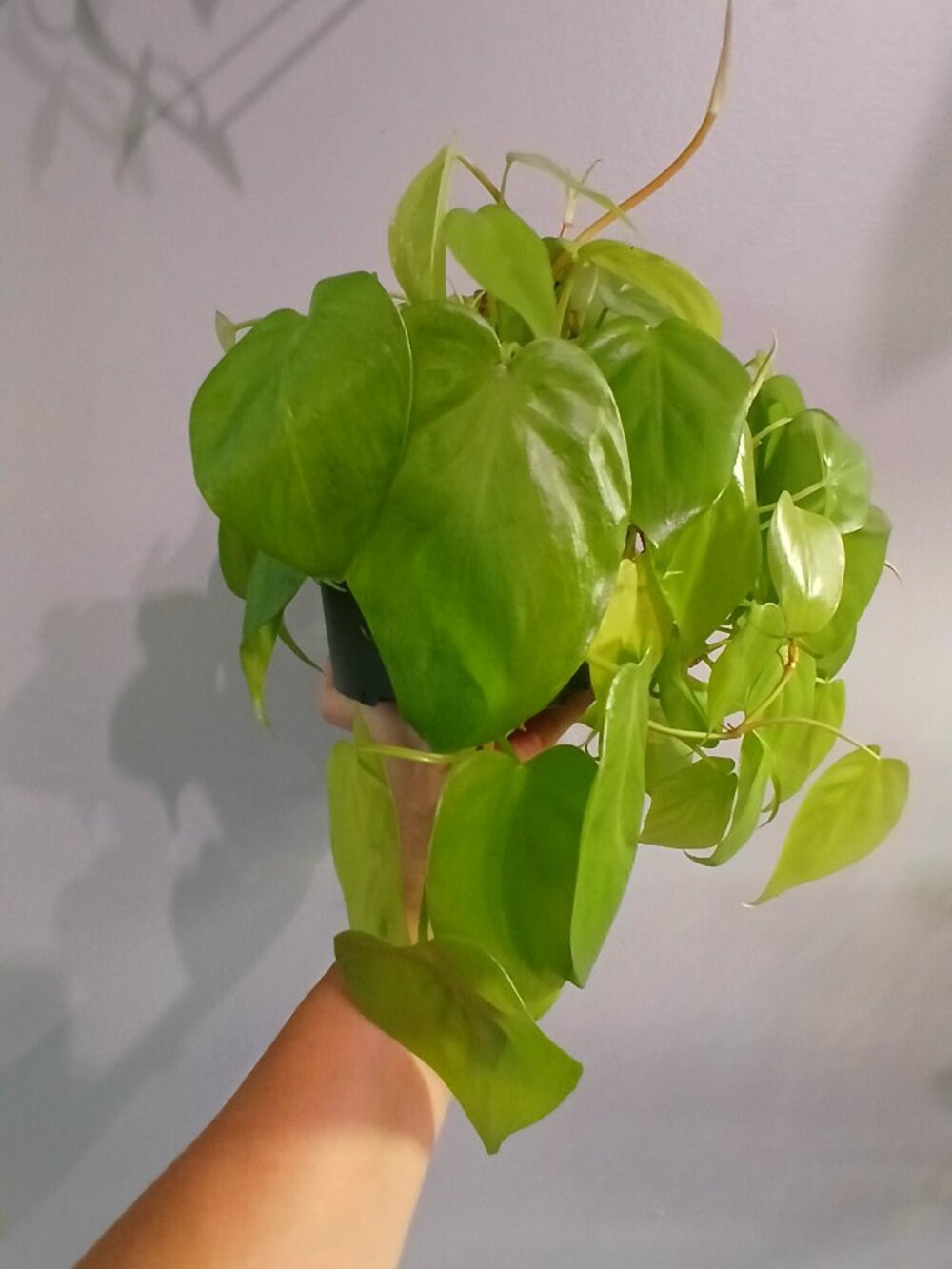 Neon Pothos - Picture 3 of 6